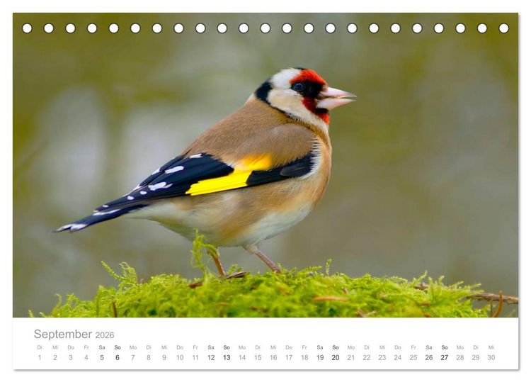 Produktbild: V&ouml;gel in unseren G&auml;rten 2026 (Tischkalender 2026 DIN A5 quer), CALVENDO Monatskalender