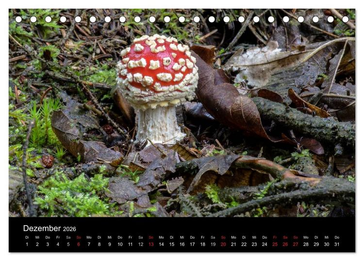 Produktbild: Pilze in Wald und Flur (Tischkalender 2026 DIN A5 quer), CALVENDO Monatskalender