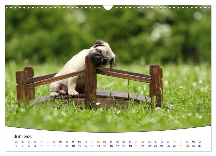 Produktbild: Welpen - Puppies (Wandkalender 2026 DIN A3 quer), CALVENDO Monatskalender