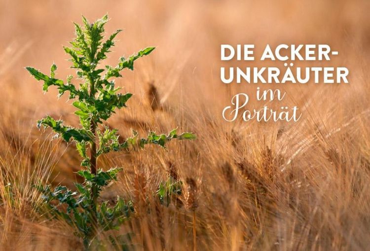 Produktbild: Geheimnisse der Unkr&auml;uter
