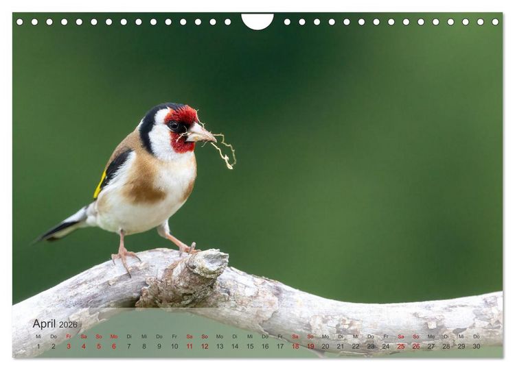 Produktbild: Fantastische Vogelwelt Slowenien (Wandkalender 2026 DIN A4 quer), CALVENDO Monatskalender