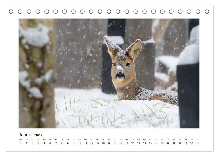 Produktbild: Wiener Tierwelt (Tischkalender 2026 DIN A5 quer), CALVENDO Monatskalender