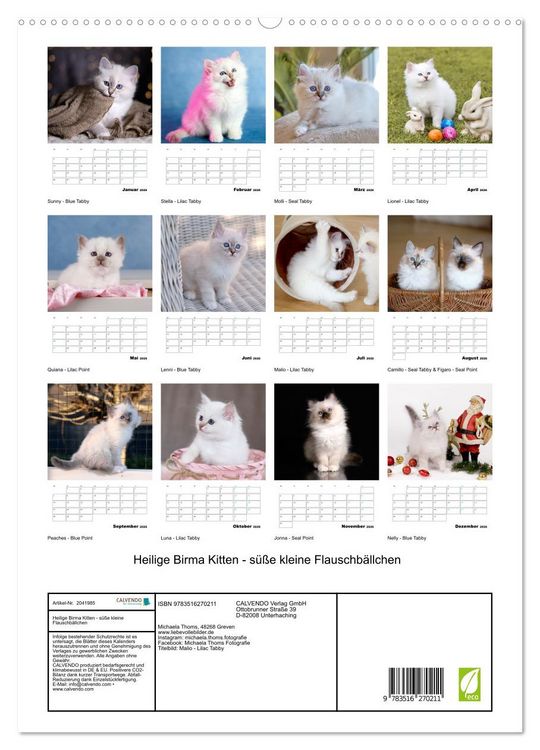 Produktbild: Heilige Birma Kitten - s&uuml;&szlig;e kleine Flauschb&auml;llchen (hochwertiger Premium Wandkalender 2026 DIN A2 hoch), Kunstdruck in Hochglanz