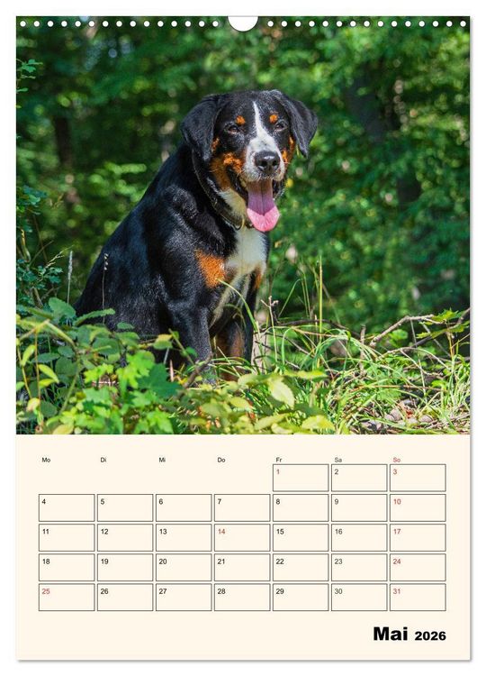 Produktbild: Appenzeller Sennenhund - Mit Plan durch das Jahr (Wandkalender 2026 DIN A3 hoch), CALVENDO Monatskalender
