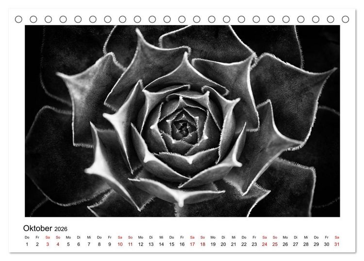 Produktbild: Die grafische Sch&ouml;nheit der Pflanzen &ndash; Schwarz-Wei&szlig; (Tischkalender 2026 DIN A5 quer), CALVENDO Monatskalender