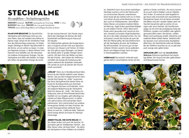 Produktbild: Die siehst du! B&auml;ume
