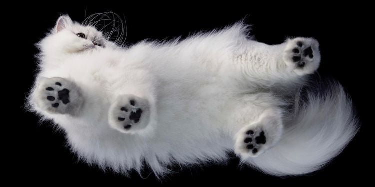 Produktbild: Katzen