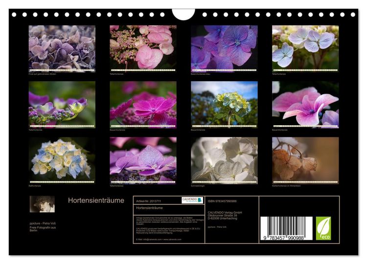 Produktbild: Hortensientr&auml;ume (Wandkalender 2026 DIN A4 quer), CALVENDO Monatskalender
