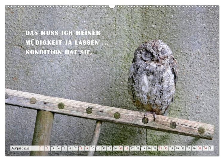 Produktbild: M&uuml;de, faul und arbeitsscheu (Wandkalender 2026 DIN A2 quer), CALVENDO Monatskalender