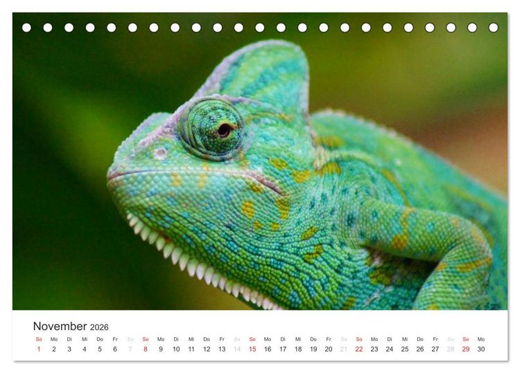 Produktbild: Das Leben der Reptilien (Tischkalender 2026 DIN A5 quer), CALVENDO Monatskalender