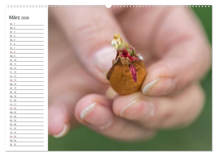 Produktbild: Emotionale Momente: Mandeln (Wandkalender 2026 DIN A2 quer), CALVENDO Monatskalender