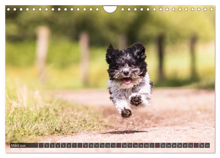 Produktbild: Spa&szlig; mit Havanesern (Wandkalender 2026 DIN A4 quer), CALVENDO Monatskalender