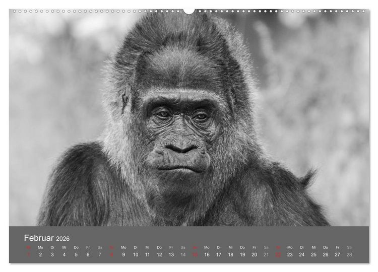 Produktbild: Tierische Augenblicke in Schwarz-Wei&szlig; (hochwertiger Premium Wandkalender 2026 DIN A2 quer), Kunstdruck in Hochglanz
