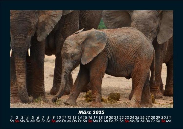 Produktbild: Welt der Tiere 2025 Fotokalender DIN A5