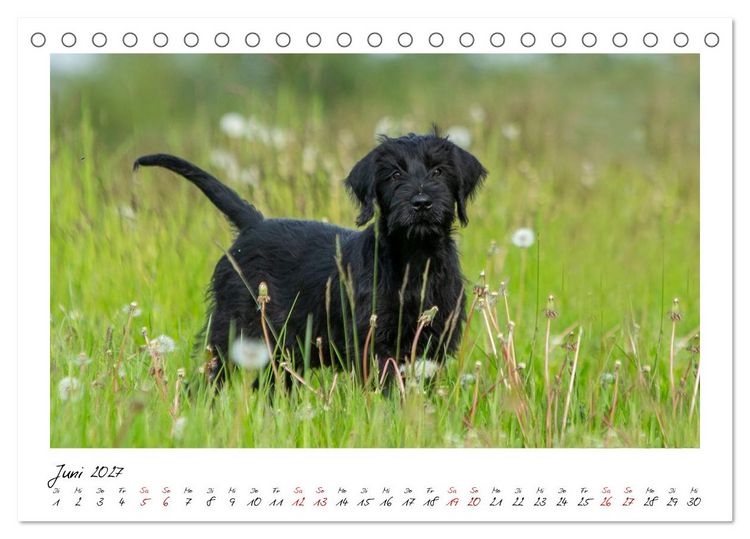 Produktbild: Riesenschnauzer - Herz auf vier Pfoten (Tischkalender 2027 DIN A5 quer), CALVENDO Monatskalender