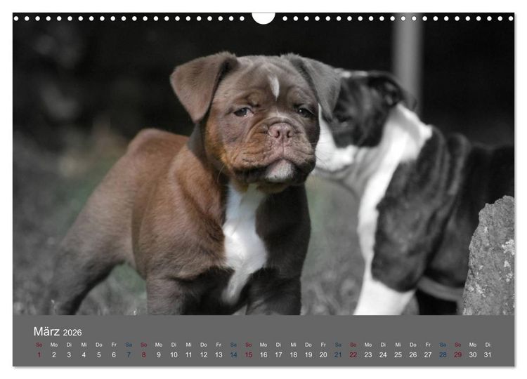 Produktbild: Bulldoggen-Zwerge (Wandkalender 2026 DIN A3 quer), CALVENDO Monatskalender