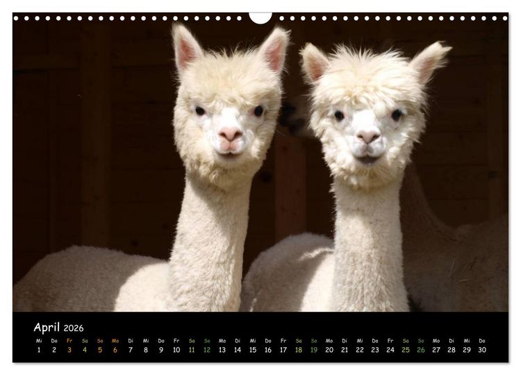 Produktbild: Alpakas zum Verlieben (Wandkalender 2026 DIN A3 quer), CALVENDO Monatskalender
