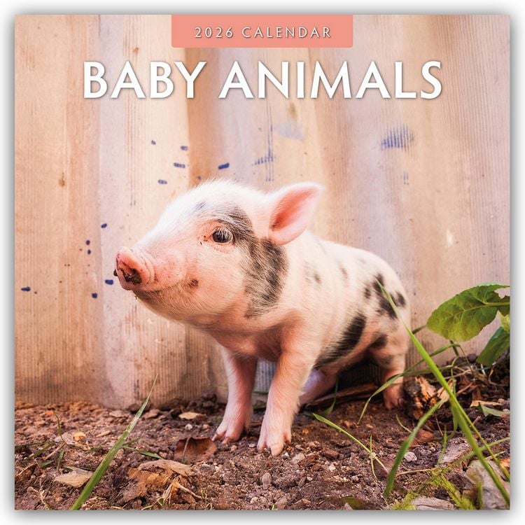 Produktbild: Baby Animals – Tierkinder – Tierbabys 2026 – 16-Monatskalender