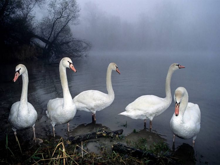 Produktbild: CALVENDO Puzzle stummen Schw&auml;ne. Frankreich | 1000 Teile Lege-Gr&ouml;&szlig;e 64x48cm Foto-Puzzle f&uuml;r gl&uuml;ckliche Stunden