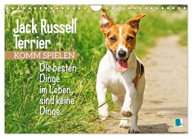 Produktbild: Jack Russell Terrier: Komm spielen (Wandkalender 2026 DIN A4 quer), CALVENDO Monatskalender