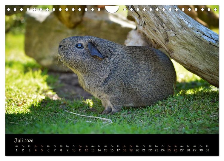 Produktbild: Meerschweinchen - Kleine s&uuml;&szlig;e Fellnasen (Wandkalender 2026 DIN A4 quer), CALVENDO Monatskalender