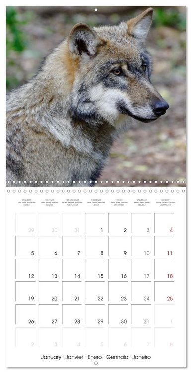 Produktbild: Wolves - fascinating wild animals (Wall Calendar 2026 12 &times; 12 Inch) CALVENDO 12 Month Wall Calendar