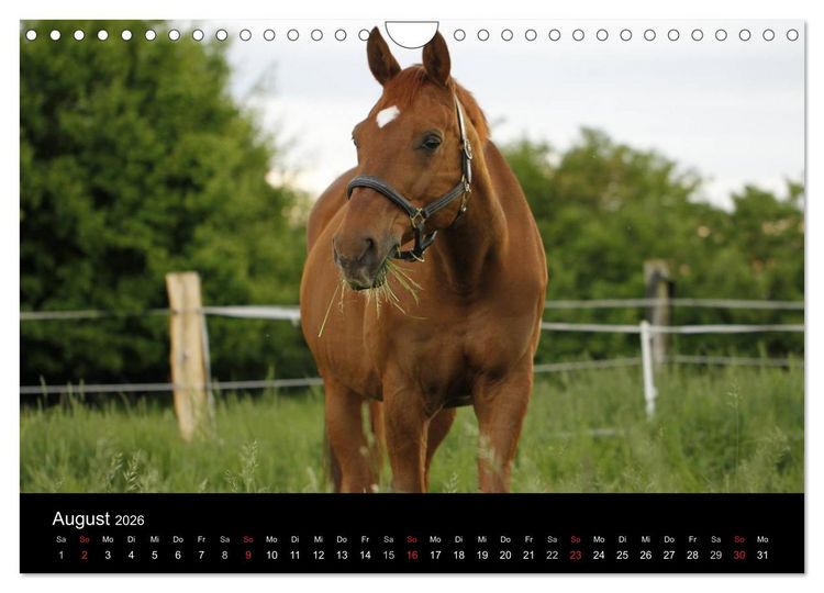 Produktbild: Faszination Pferde (Wandkalender 2026 DIN A4 quer), CALVENDO Monatskalender