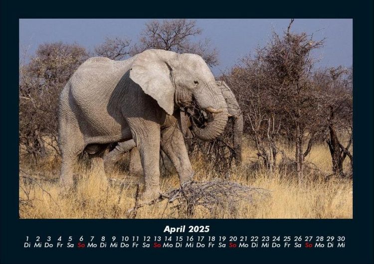 Produktbild: Elefanten 2025 Fotokalender DIN A4