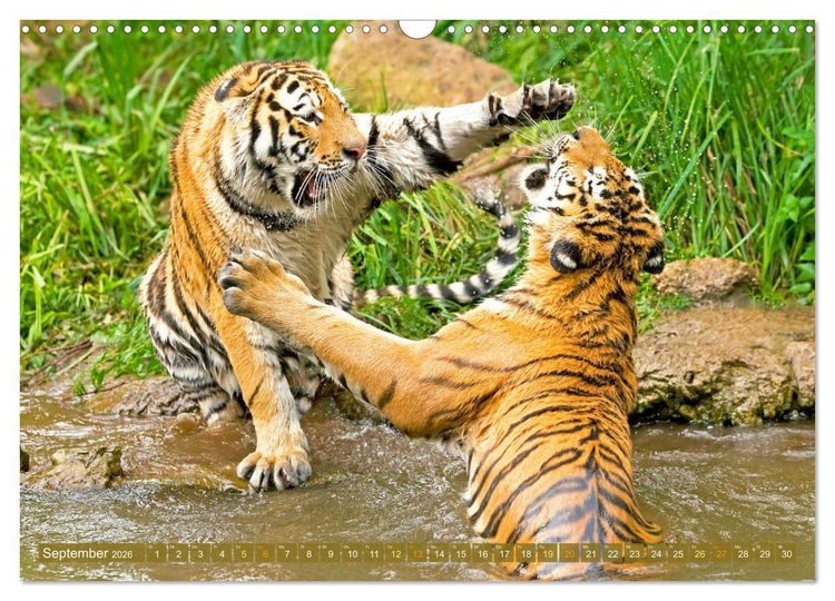 Produktbild: Tiger: Gestreifte J&auml;ger (Wandkalender 2026 DIN A3 quer), CALVENDO Monatskalender