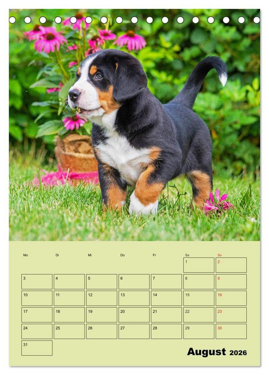 Produktbild: Familienplaner Gro&szlig;er Schweizer Sennenhund (Tischkalender 2026 DIN A5 hoch), CALVENDO Monatskalender