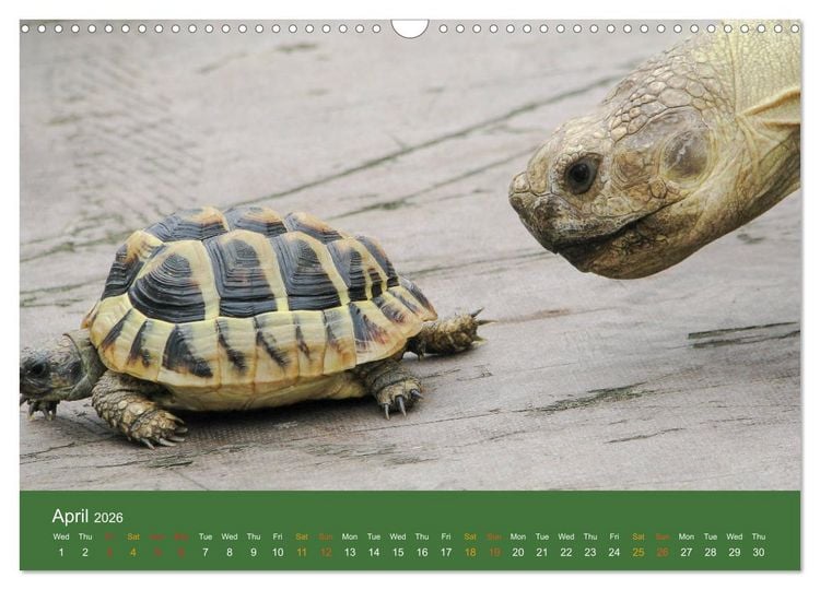 Produktbild: African spurred tortoises (Wall Calendar 2026 DIN A3 landscape), CALVENDO 12 Month Wall Calendar