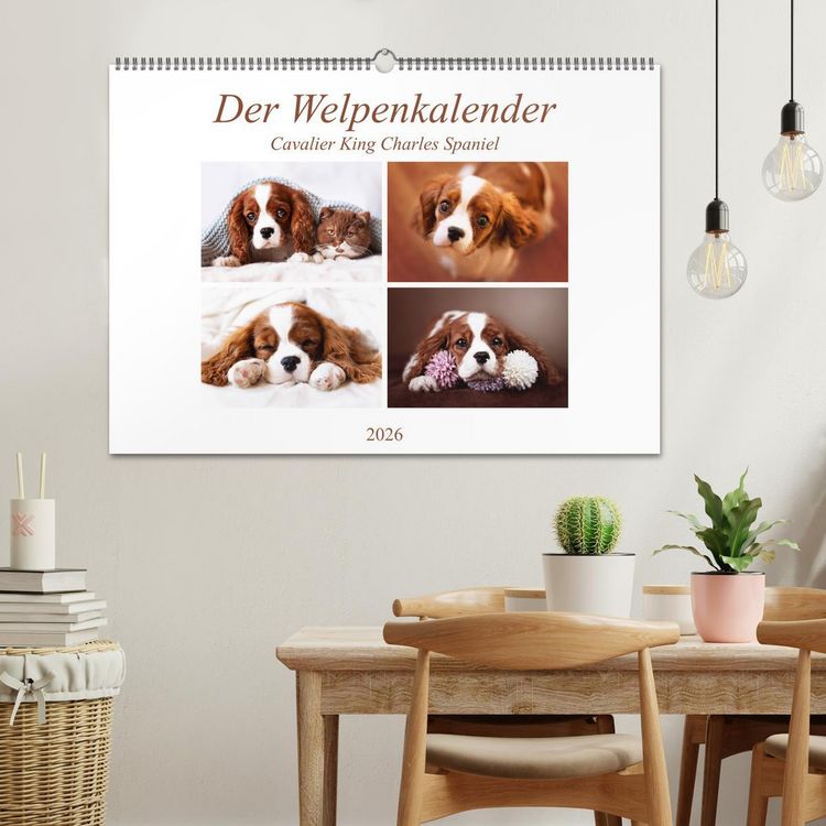 Produktbild: Der Welpenkalender - Cavalier King Charles Spaniel (Wandkalender 2026 DIN A2 quer), CALVENDO Monatskalender
