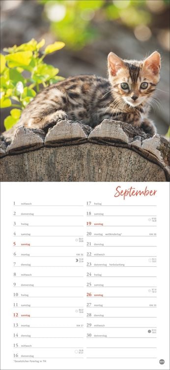 Produktbild: Katzen slim - Auf sanften Pfoten Kalender 2027