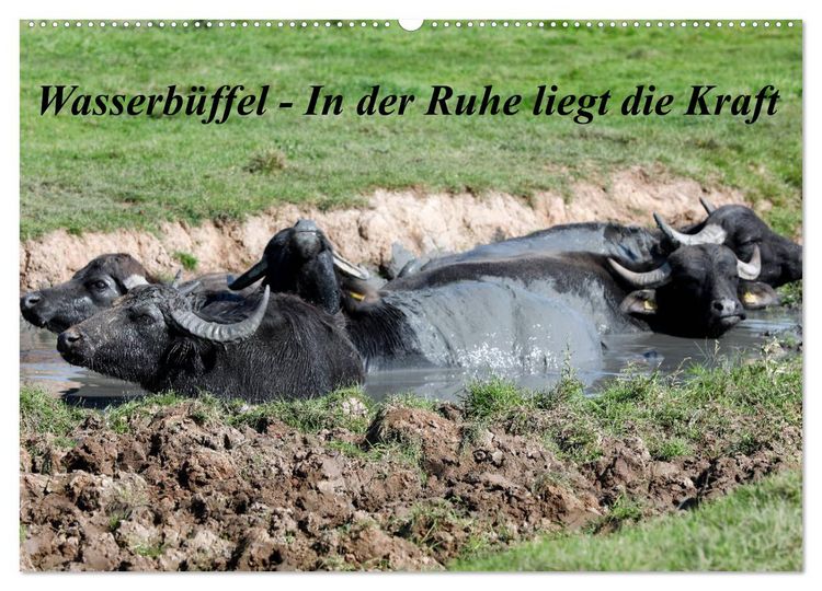 Produktbild: Wasserb&uuml;ffel - In der Ruhe liegt die Kraft (Wandkalender 2026 DIN A2 quer), CALVENDO Monatskalender