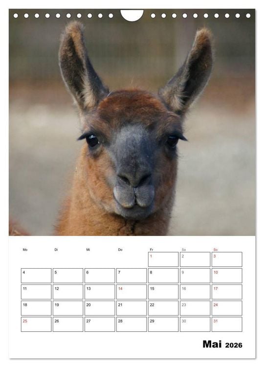 Produktbild: Alpaka und Lama Terminplaner (Wandkalender 2026 DIN A4 hoch), CALVENDO Monatskalender