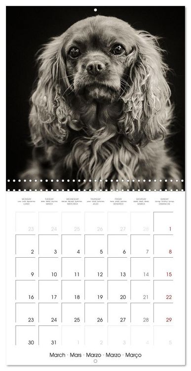 Produktbild: Portraits canins (Calendrier mural carr&eacute; 2026 30x30 cm) Calendrier double avec une page pour vos prises de notes