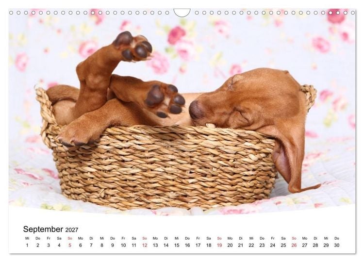Produktbild: S&uuml;&szlig;e Tr&auml;ume 2027 - schlafende Hundewelpen (Wandkalender 2027 DIN A3 quer), CALVENDO Monatskalender