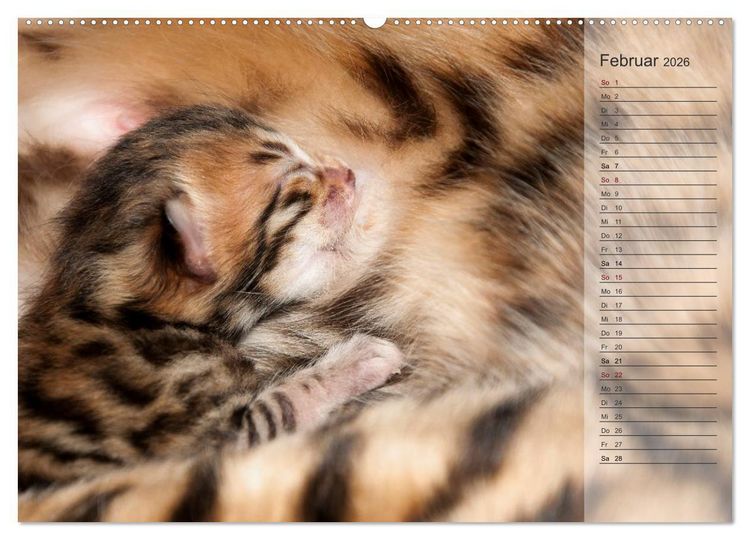 Produktbild: Die Bengalkatze. Edition Jungtiere (Wandkalender 2026 DIN A2 quer), CALVENDO Monatskalender