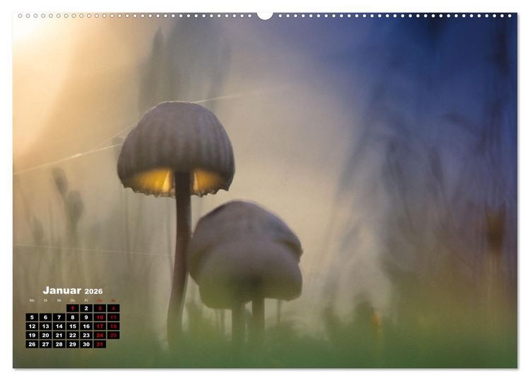 Produktbild: Pilzmagie (hochwertiger Premium Wandkalender 2026 DIN A2 quer), Kunstdruck in Hochglanz