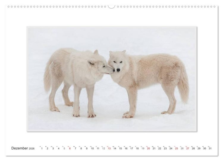 Produktbild: Emotionale Momente: Polarw&ouml;lfe. / CH-Version (hochwertiger Premium Wandkalender 2026 DIN A2 quer), Kunstdruck in Hochglanz