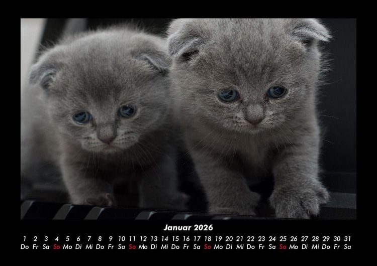 Produktbild: F&uuml;r Katzenfreunde 2026 Fotokalender DIN A3