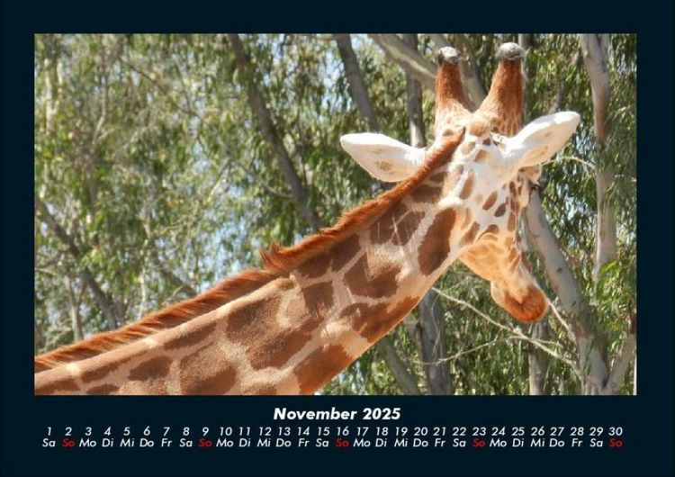 Produktbild: Giraffen 2025 Fotokalender DIN A4