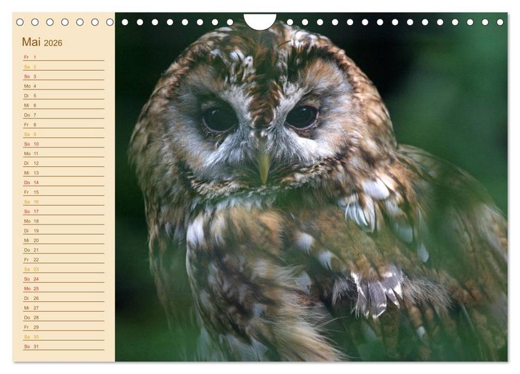 Produktbild: Eulen (Wandkalender 2026 DIN A4 quer), CALVENDO Monatskalender