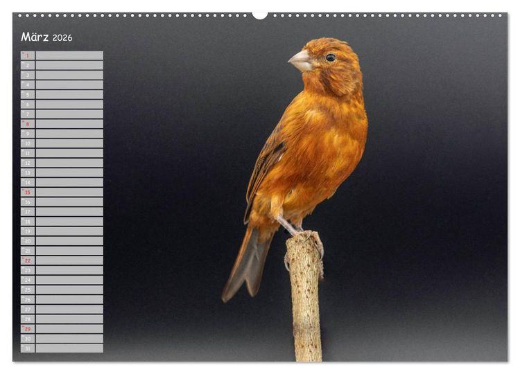 Produktbild: Kanarienv&ouml;gel - Bunte Welt (hochwertiger Premium Wandkalender 2026 DIN A2 quer), Kunstdruck in Hochglanz