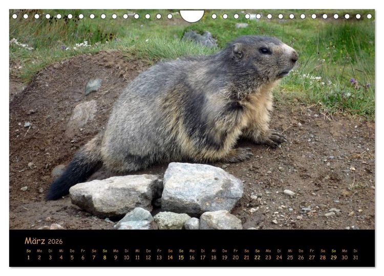 Produktbild: Wildlife - Verspielte Murmeltiere (Wandkalender 2026 DIN A4 quer), CALVENDO Monatskalender