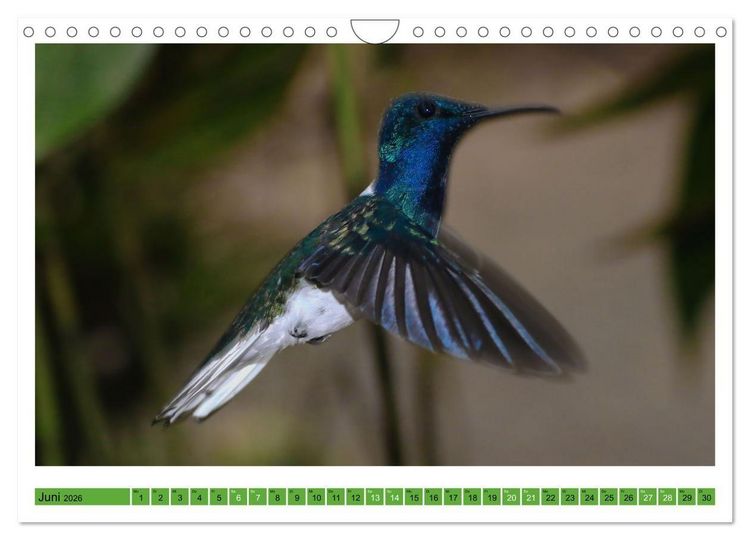 Produktbild: Kolibris; Anmut, Sch&ouml;nheit, Farben (Wandkalender 2026 DIN A4 quer), CALVENDO Monatskalender