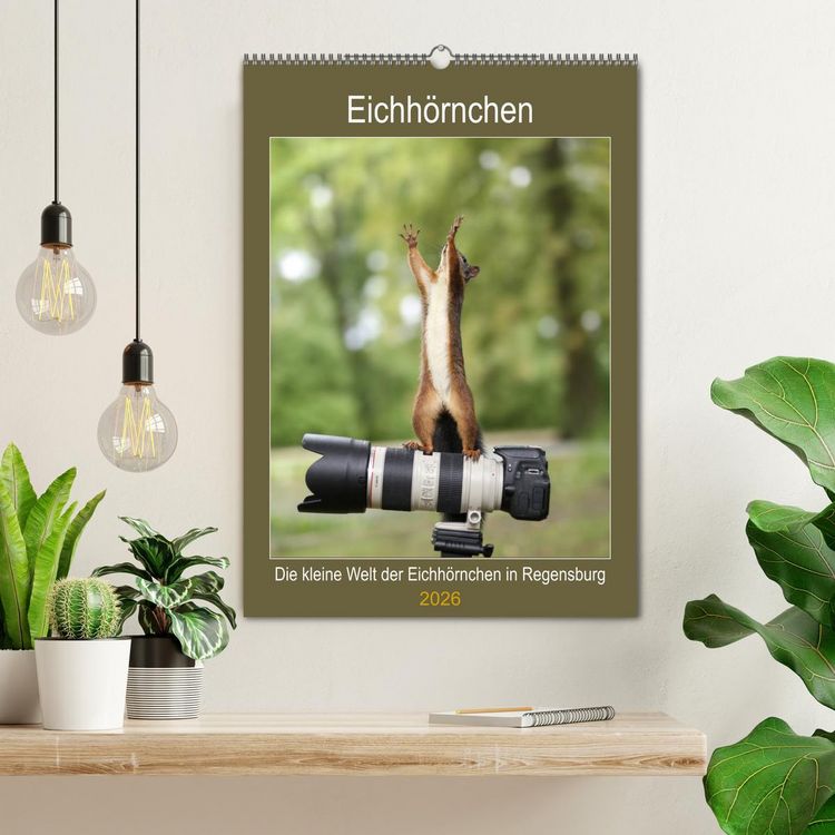 Produktbild: Die kleine Welt der Eichh&ouml;rnchen in Regensburg (Wandkalender 2026 DIN A2 hoch), CALVENDO Monatskalender