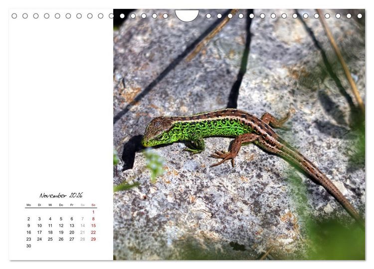 Produktbild: Eidechsen, flinke R&auml;uber (Wandkalender 2026 DIN A4 quer), CALVENDO Monatskalender