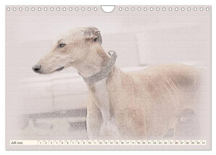 Produktbild: Windhunde 2026 (Wandkalender 2026 DIN A4 quer), CALVENDO Monatskalender