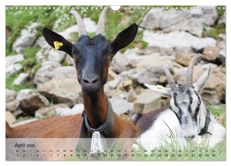 Produktbild: Ziegen. Kluge Freigeister (Wandkalender 2026 DIN A3 quer), CALVENDO Monatskalender
